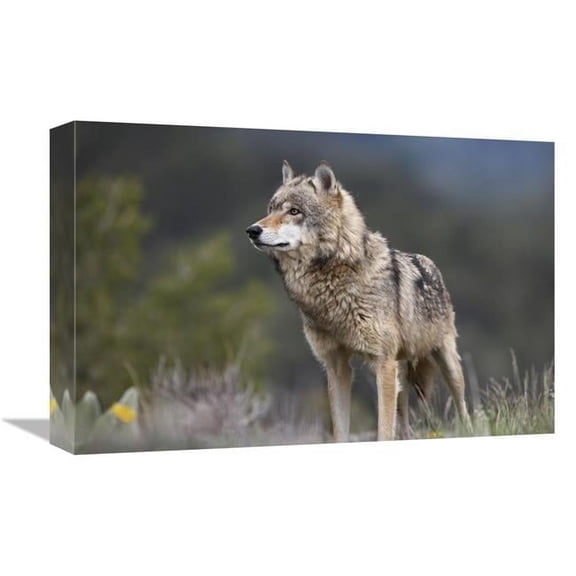 12 x 18 in. Gray Wolf, North America Art Print - Tim Fitzharris