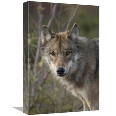 12 x 18 in. Gray Wolf Portrait, Alaska Art Print - Michael Quinton