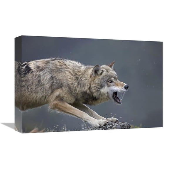 12 x 18 in. Gray Wolf Snarling, North America Art Print - Tim Fitzharris