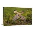 thumbnail image 1 of 12 x 18 in. Great Blue Heron Pair Interacting on Nest in Mangroves, Venice, Florida Art Print - Tom Vezo, 1 of 1