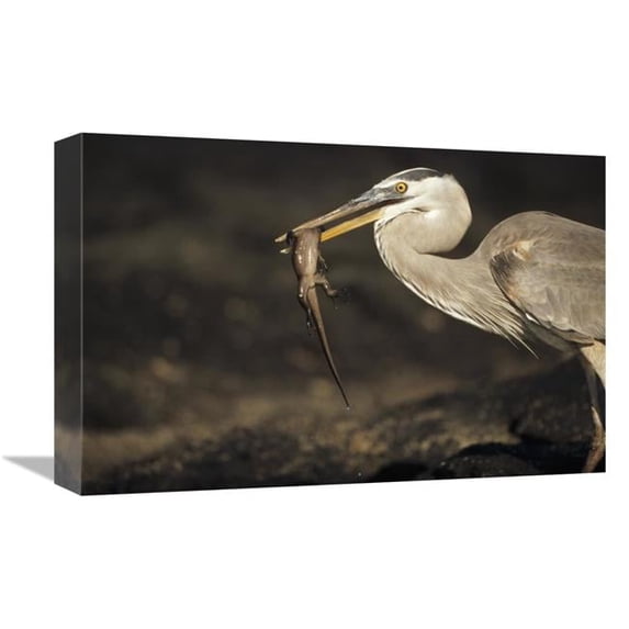 12 x 18 in. Great Blue Heron Preying on Hatchling Marine Iguana, Galapagos Islands Art Print - Tui De Roy