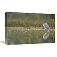 thumbnail image 1 of 12 x 18 in. Great Egret Backlit in Marsh at Sunset, North America Art Print - Tim Fitzharris, 1 of 1