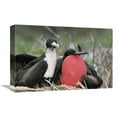 thumbnail image 1 of 12 x 18 in. Great Frigatebird Female Eyeing Males Courtship Display, Galapagos Islands Art Print - Tui De Roy, 1 of 1