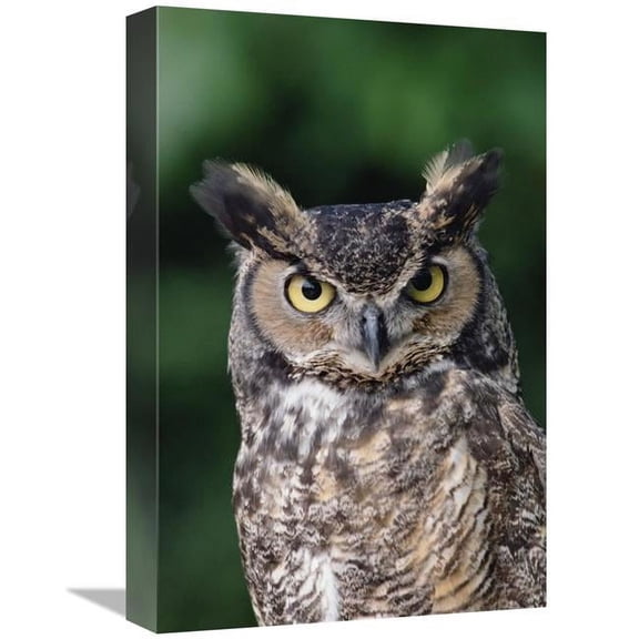 12 x 18 in. Great Horned Owl Close-Up Portrait, North America Art Print - Gerry Ellis