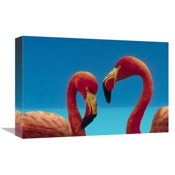 12 x 18 in. Greater Flamingo Courting Pair, Caribbean Species Art Print - Tim Fitzharris