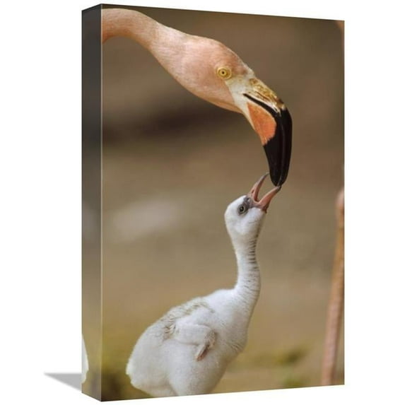 12 x 18 in. Greater Flamingo Mother & Chick, Caribbean Species Art Print - Tim Fitzharris