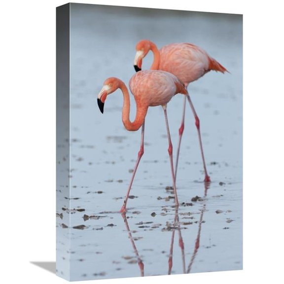 12 x 18 in. Greater Flamingo Pair Wading, Galapagos Islands, Ecuador Art Print - Tui De Roy