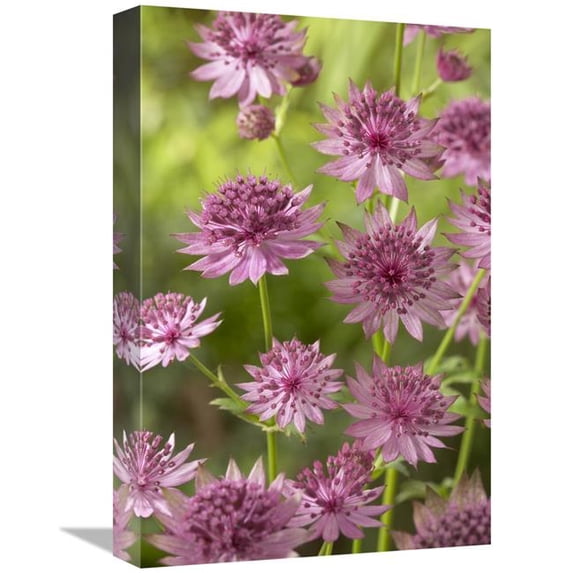 12 x 18 in. Greater Masterwort Roma Variety Flowers Art Print - Visionspictures