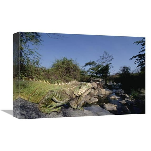 12 x 18 in. Green Iguana Northern Arid Forest, Cerro Chaparri, Peru Art Print - Tui De Roy