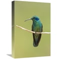 thumbnail image 1 of 12 x 18 in. Green Violet-Ear Hummingbird, Costa Rica Art Print - Steve Gettle, 1 of 1