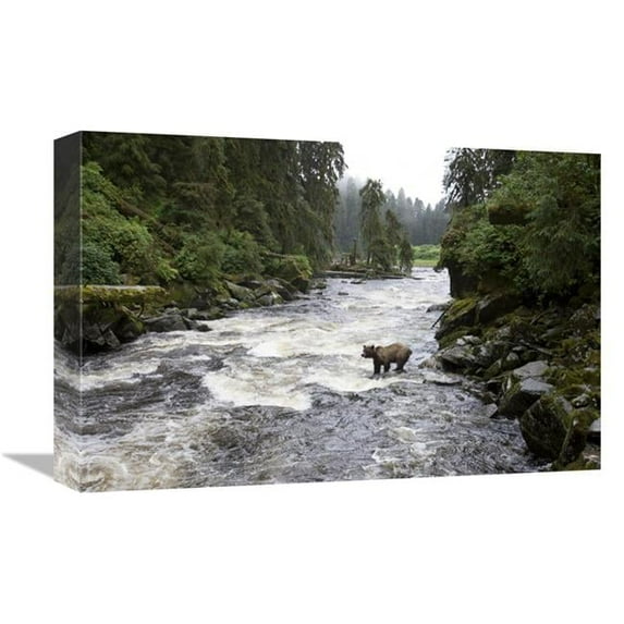 12 x 18 in. Grizzly Bear Fishing Along Anan Creek, Tongass National Forest, Alaska Art Print - Matthias Breiter