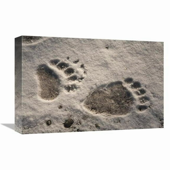 12 x 18 in. Grizzly Bear Front & Back Paw Prints, Katmai National Park, Alaska Art Print - Matthias Breiter