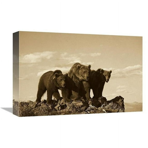 12 x 18 in. Grizzly Bear with Two One-Year-Old Cubs, North America - Sepia Art Print - Tim Fitzharris
