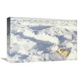 thumbnail image 1 of 12 x 18 in. Harp Seal Pup, Gulf of St Lawrence, Canada Art Print - Gerry Ellis, 1 of 1