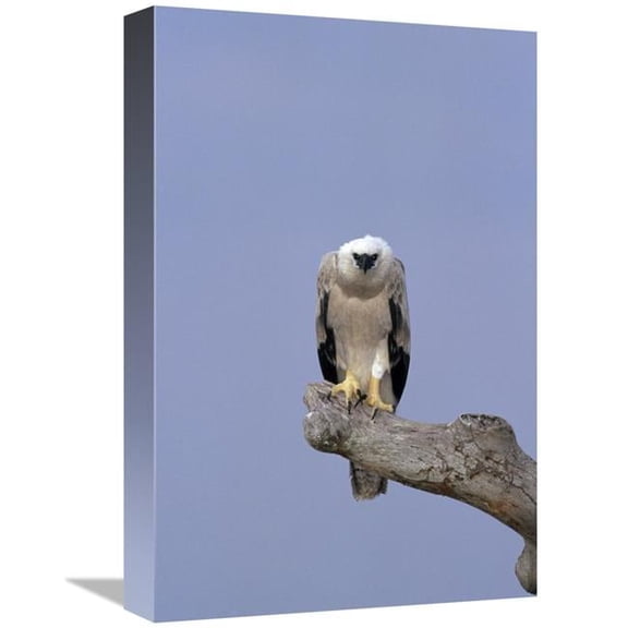 12 x 18 in. Harpy Eagle Juvenile Silk-Cotton Tree, Peru Art Print - Tui De Roy