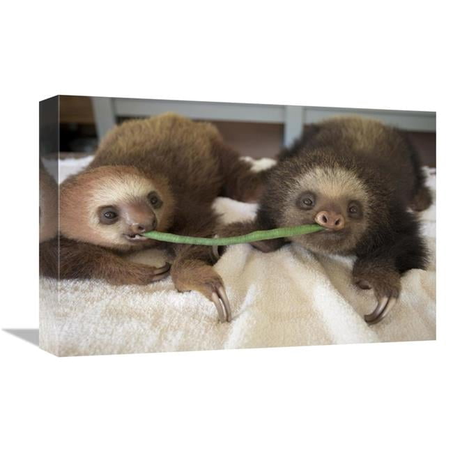 12 x 18 in. Hoffmanns Two-Toed Sloth Orphaned Babies Sharing String ...