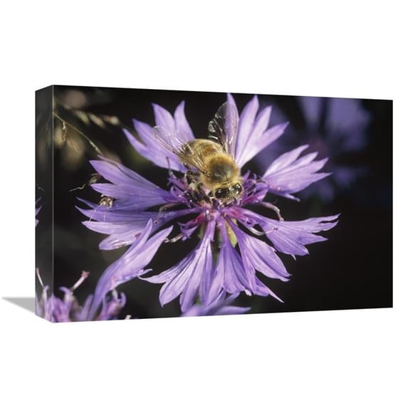 12 x 18 in. Honey Bee Collecting Pollen on Purple Flower, Germany Art Print - Konrad Wothe