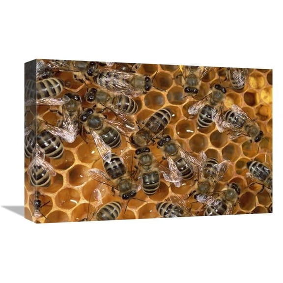 12 x 18 in. Honey Bee Colony on Honeycomb, North America Art Print - Konrad Wothe