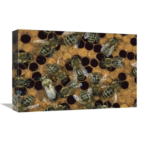 12 x 18 in. Honey Bee Workers on Honeycomb, North America Art Print - Konrad Wothe
