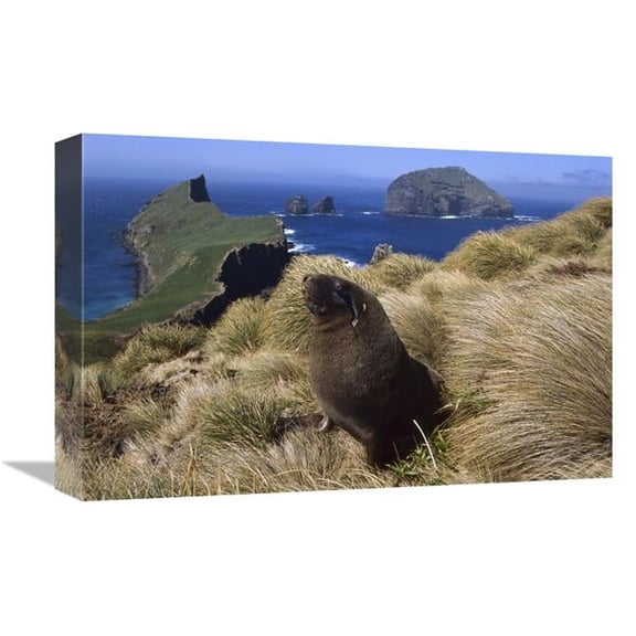 12 x 18 in. Hookers Sea Lion Bull Searching for Females Hiding in Grass, Auckland Islands Art Print - Tui De Roy