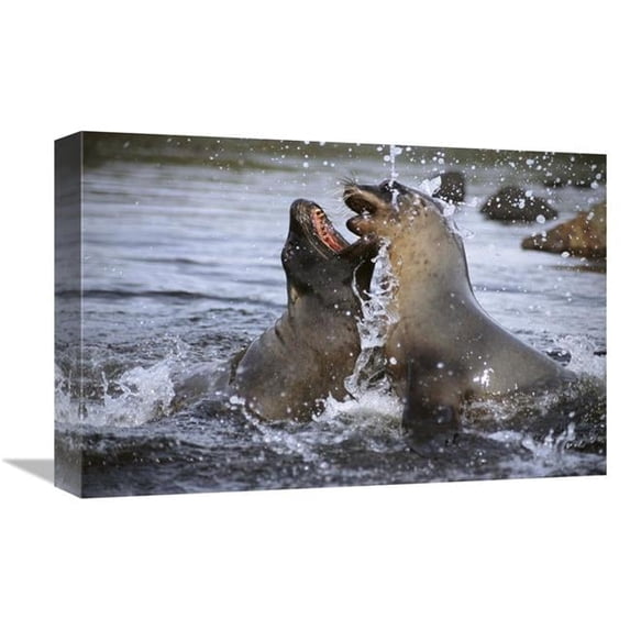 12 x 18 in. Hookers Sea Lion Cow Sparring with Young Bull, Campbell Island, New Zealand Art Print - Tui De Roy