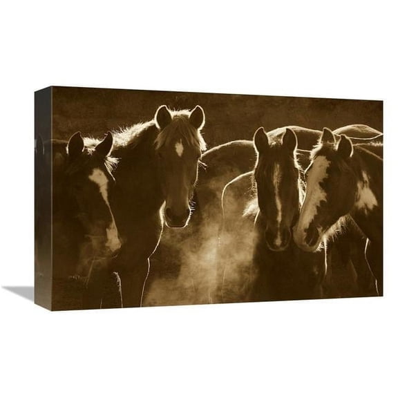 12 x 18 in. Horse Herd At Annual Round-Up, Backlit, Ecuador - Sepia Art Print - Pete Oxford