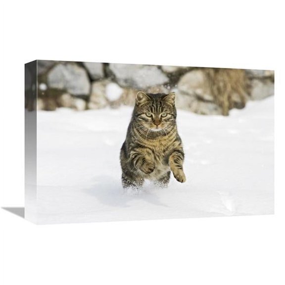 12 x 18 in. House Cat Male Running in Snow, Germany Art Print - Konrad Wothe