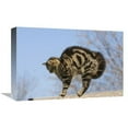 thumbnail image 1 of 12 x 18 in. House Cat with Raised Hackles, Germany Art Print - Konrad Wothe, 1 of 1