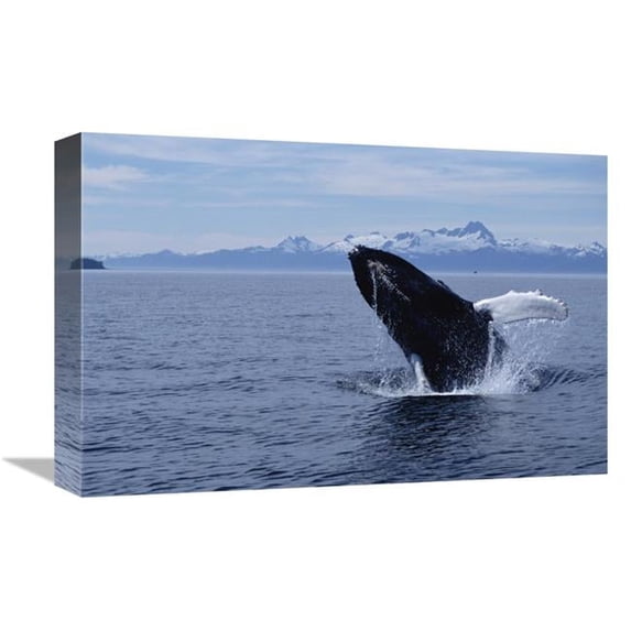 12 x 18 in. Humpback Whale Breaching, Southeast Alaska Art Print - Flip Nicklin
