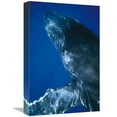 thumbnail image 1 of 12 x 18 in. Humpback Whale Close Up of Friendly Singer, Maui, Hawaii Art Print - Flip Nicklin, 1 of 1