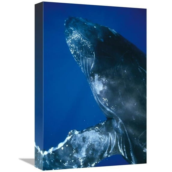 12 x 18 in. Humpback Whale Close Up of Friendly Singer, Maui, Hawaii Art Print - Flip Nicklin