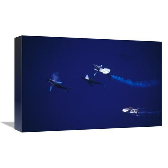 12 x 18 in. Humpback Whale Contesting for Female, Maui, Hawaii Art Print - Flip Nicklin