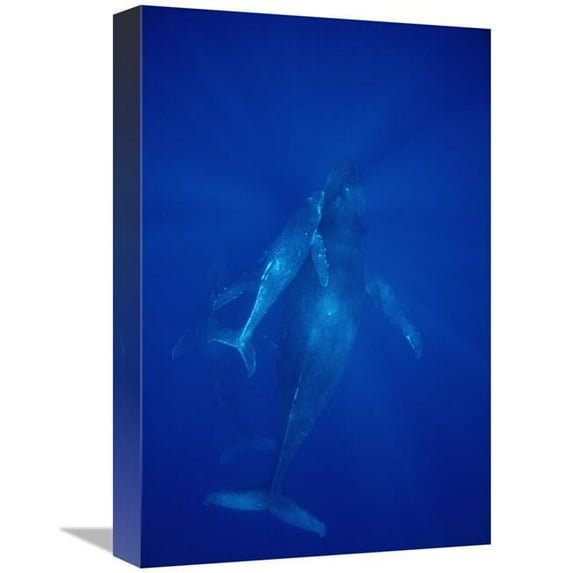 12 x 18 in. Humpback Whale Cow, Calf & Male Escort, Maui, Hawaii Art Print - Flip Nicklin