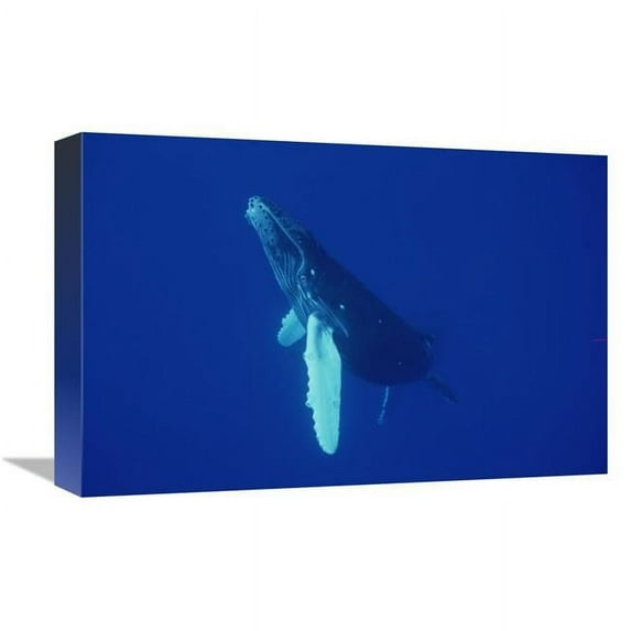 12 x 18 in. Humpback Whale Curious Calf, Maui, Hawaii Art Print - Flip Nicklin