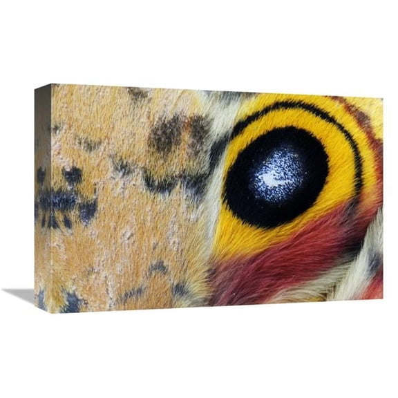 12 x 18 in. Io Moth Wing with Eye-Spot, Texas Art Print - Jasper Doest