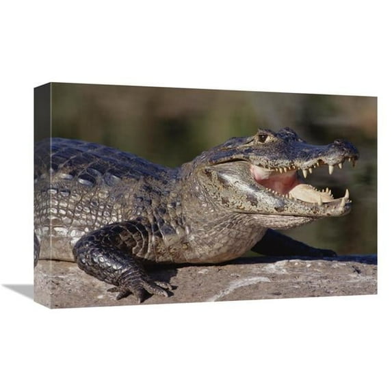12 x 18 in. Jacare Caiman Portrait, Pantanal, Brazil Art Print - Tui De Roy