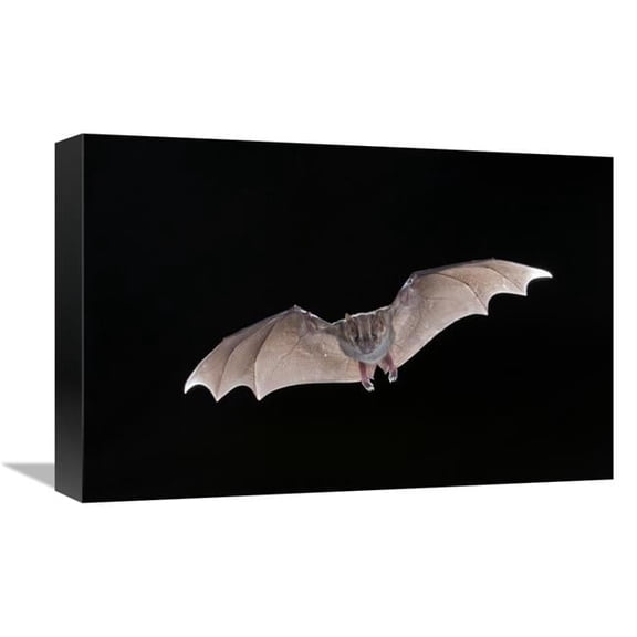 12 x 18 in. Jamaican Fruit-Eating Bat Flying, Michigan Art Print - Steve Gettle
