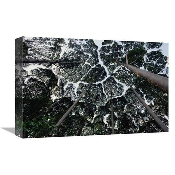 12 x 18 in. Kapur Trees Showing Crown Shyness, Malaysia Art Print - Mark Moffett