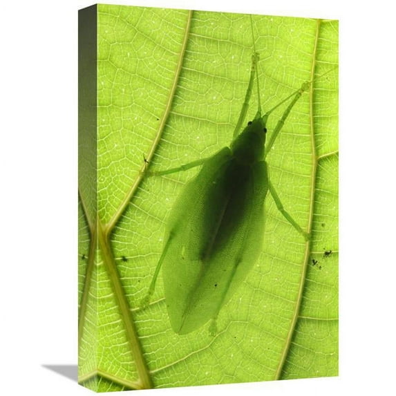 12 x 18 in. Katydid Camouflaged on Leaf, Sabah, Borneo, Malaysia Art Print - Chien Lee