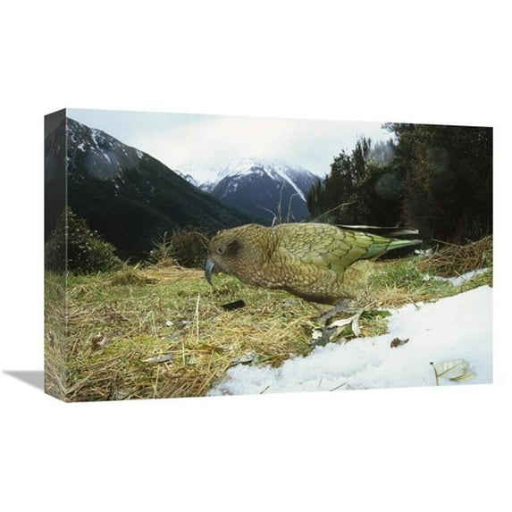 12 x 18 in. Kea Parrot in Alpine Scrub, Arthurs Pass National Park, New Zealand Art Print - Tui De Roy