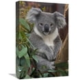 thumbnail image 1 of 12 x 18 in. Koala, Native to Australia Art Print - San Diego Zoo, 1 of 1