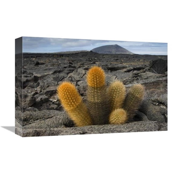 12 x 18 in. Lava Cactus Grows in An Arid Zone of Cool Lava, Ash & Cinder, Galapagos Islands, Ecuador Art Print - Pete Oxford