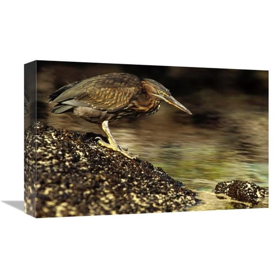 12 x 18 in. Lava Heron Fishing Along Shoreline, Galapagos Islands, Ecuador Art Print - Gerry Ellis