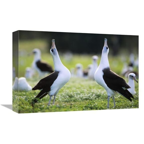 12 x 18 in. Laysan Albatross Courtship Dance, Midway Atoll, Hawaii Art Print - Tui De Roy