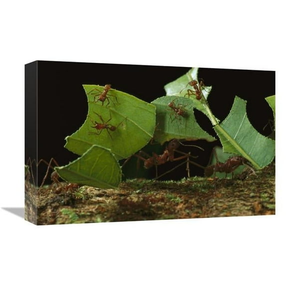 12 x 18 in. Leafcutter Ant Workers Carrying Leaves to Nest, French Guiana Art Print - Mark Moffett
