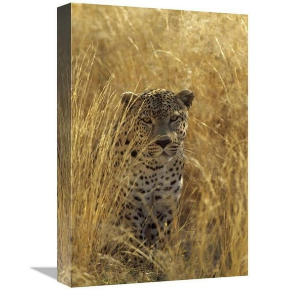 12 x 18 in. Leopard in Grass Country, Etosha National Park, Namibia Art Print - Konrad Wothe