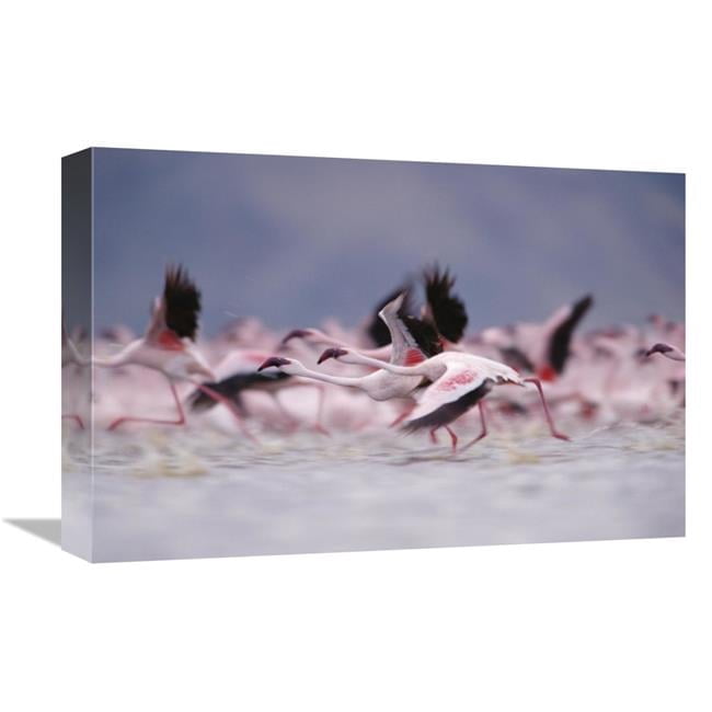 12-x-18-in-lesser-flamingo-flock-taking-flight-from-the-surface-of-a