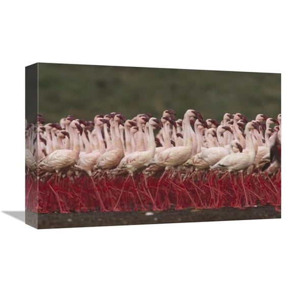 12 x 18 in. Lesser Flamingos in A Mass Courtship Display, Kenya Art Print - Tim Fitzharris