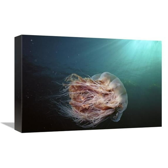 12 x 18 in. Lions Mane Jellyfish Johnstone Strait, British Columbia, Canada Art Print - Hiroya Minakuchi