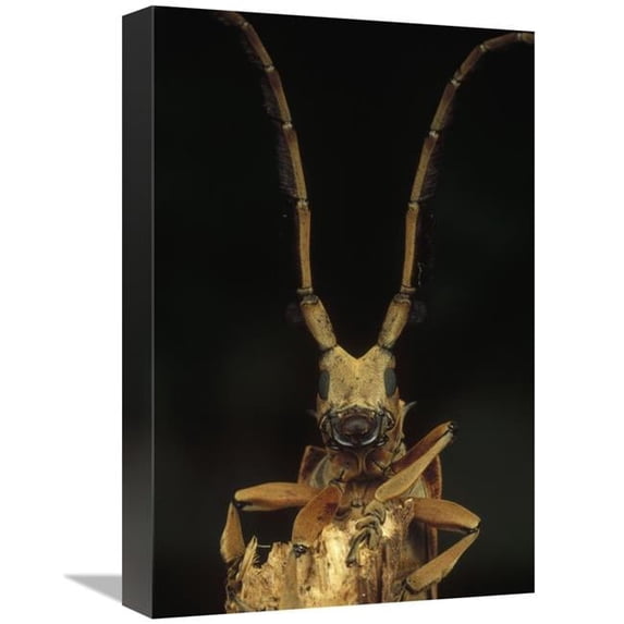 12 x 18 in. Long Horn Beetle Portrait, Antennae Length May Exceed Body Length, Asia Art Print - Mark Moffett